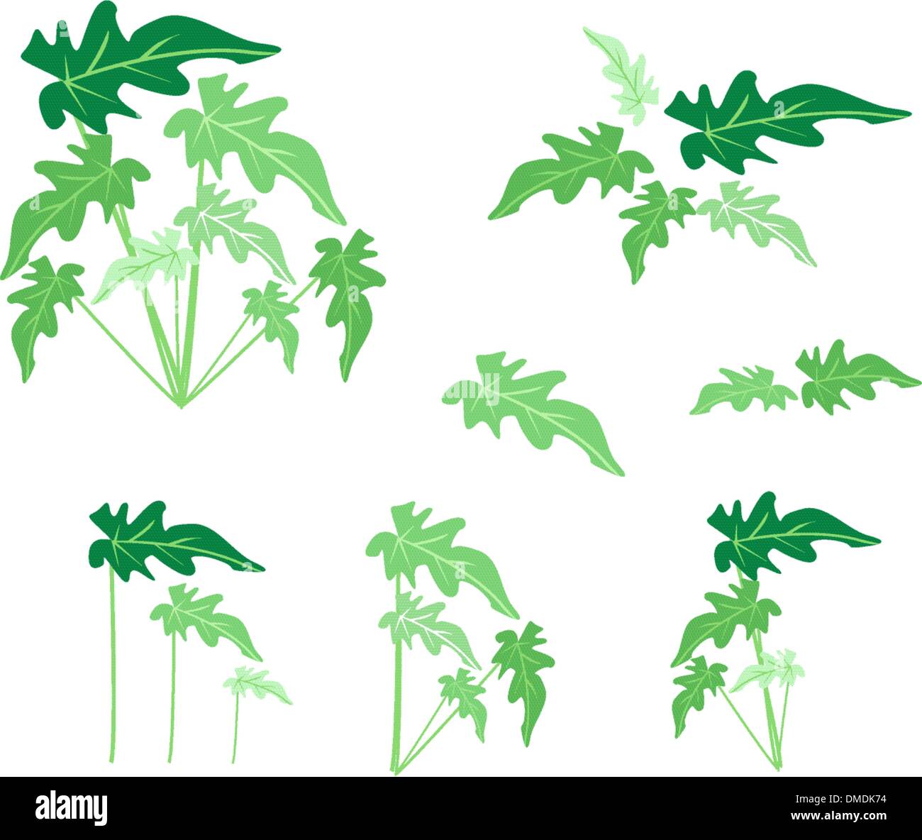 A Set of Philodendron Leaves on White Background Stock Vector