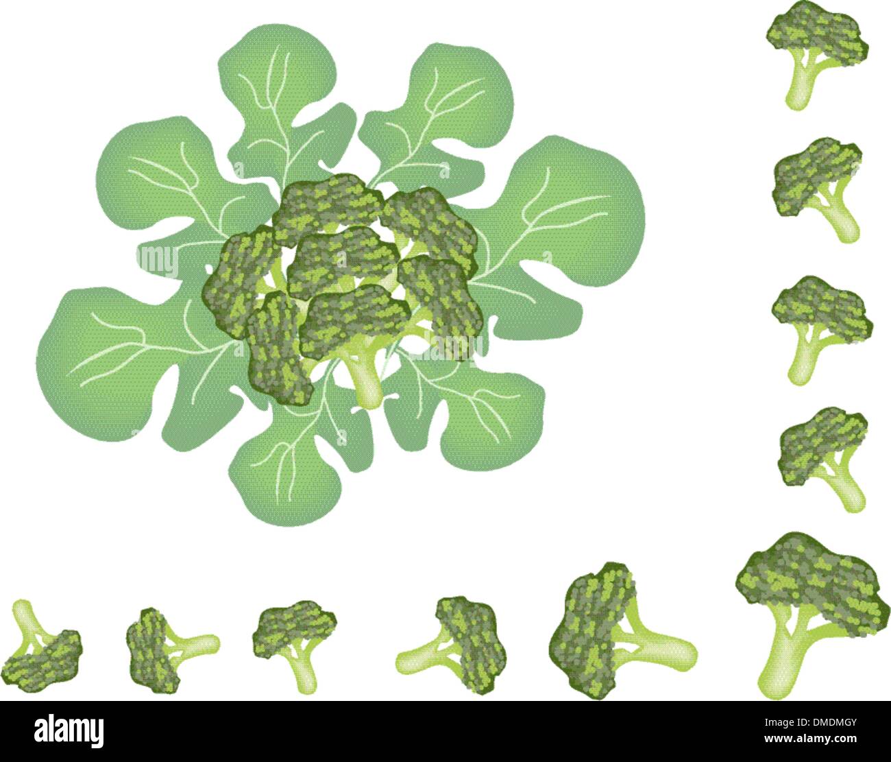 Set of Fresh Green Ripe Broccoli Cabbage Stock Vector