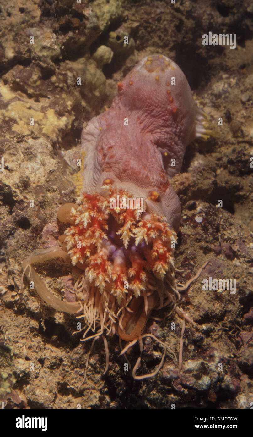 Tropical Holothurian or Sea Cucumber (Pseudocolochirus violaceus) emitting cuvierian tubules as a defense against predators. Stock Photo