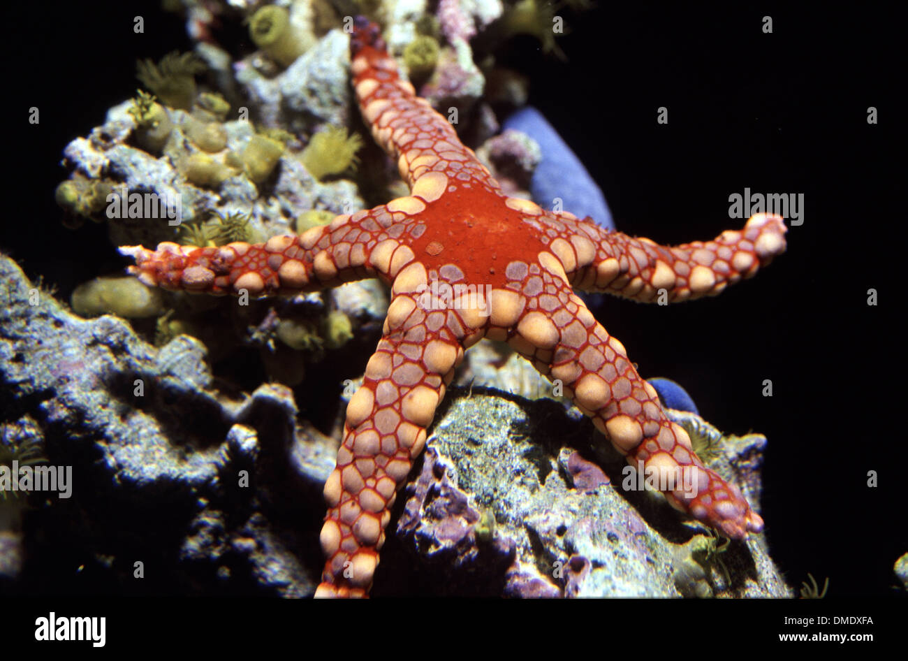 Jewel starfish (Fromia monilis) in aquarium Stock Photo