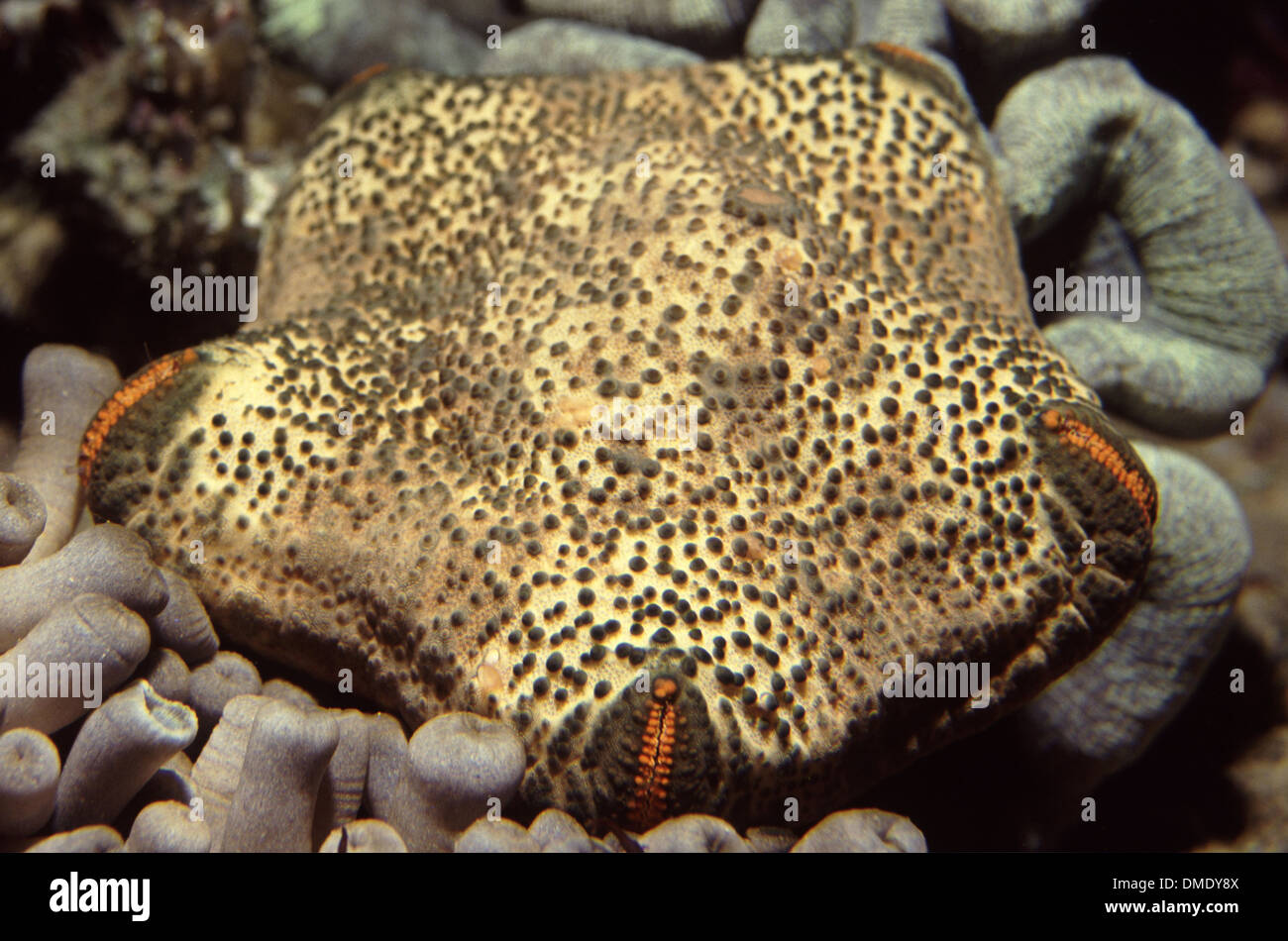 Cushion starfish (Culcita novaeguineae) feeding Zoanthid polyps Stock