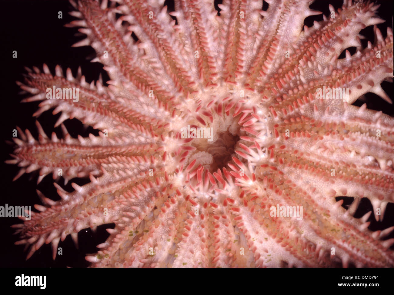 Crown-of-thorns starfish (Acanthaster planci) Stock Photo
