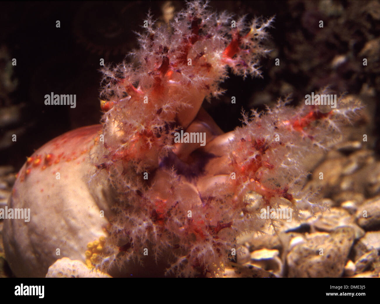 Tropical sea cucumber (Pseudocolochirus violaceus) feeding by tentacles filtration Stock Photo