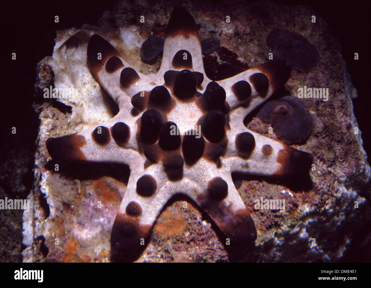 Horned starfish (Protoreaster nodosus), unusual specimen with seven tentacles Stock Photo