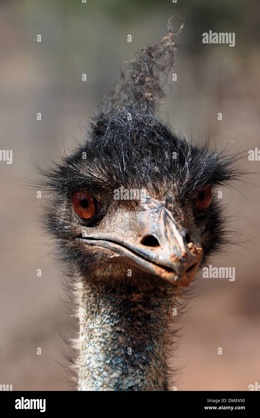 An Australian Emu Stock Photo