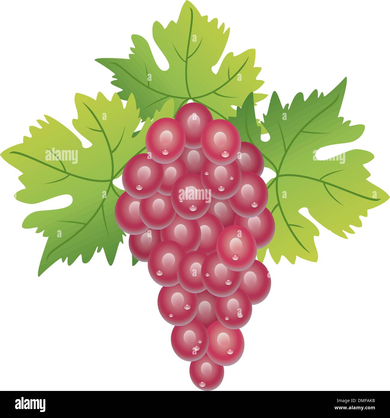 Green vine leaves grape Stock Vector Images - Alamy