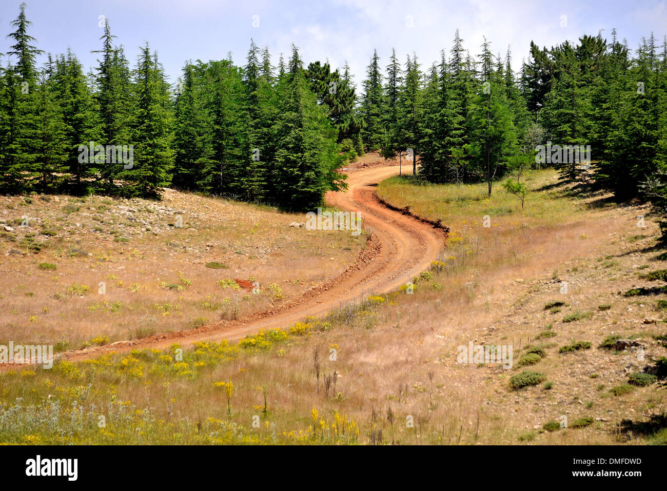 advancing into the forest paths Stock Photo