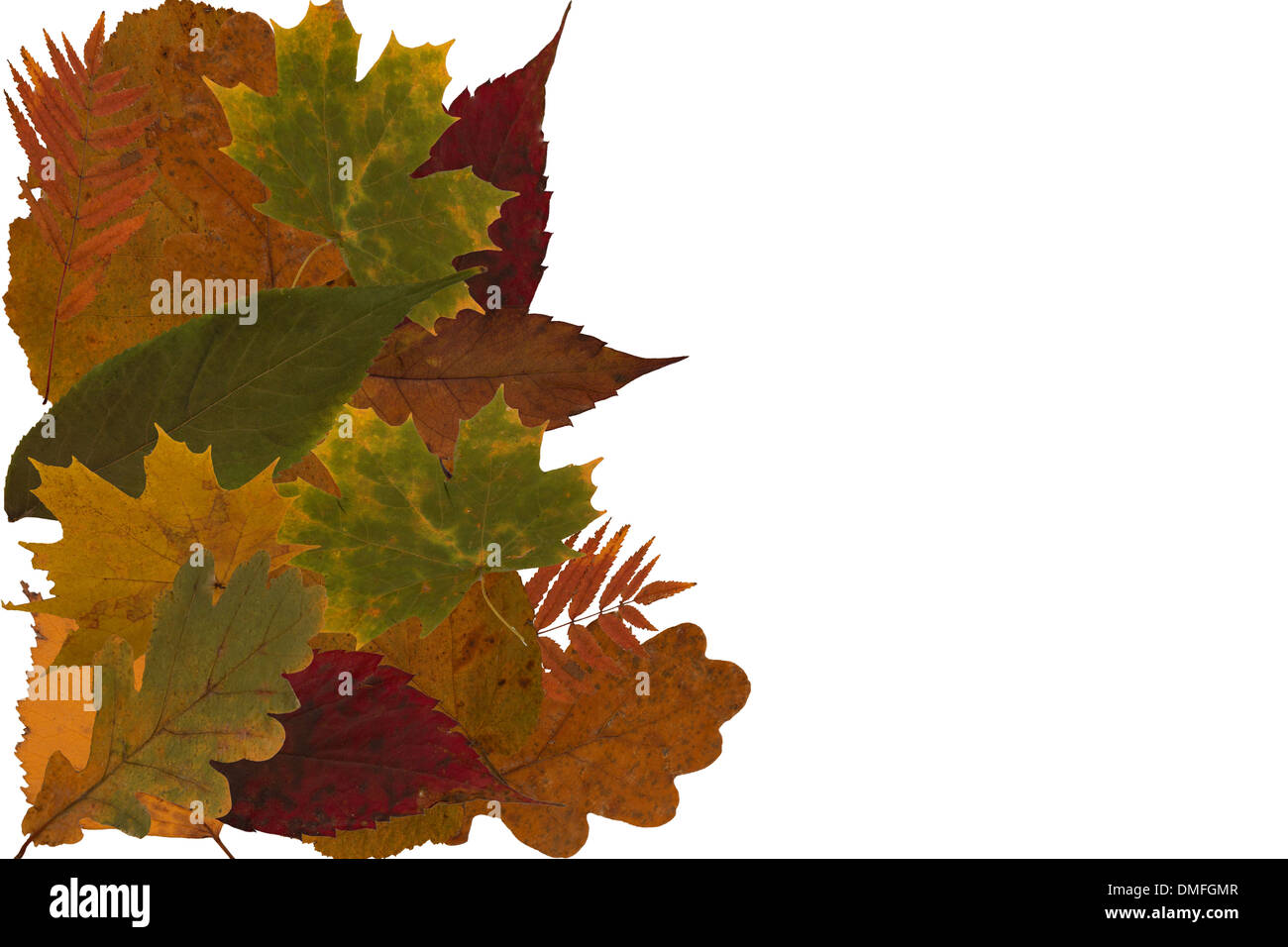 Leaves on a white background. Stock Photo