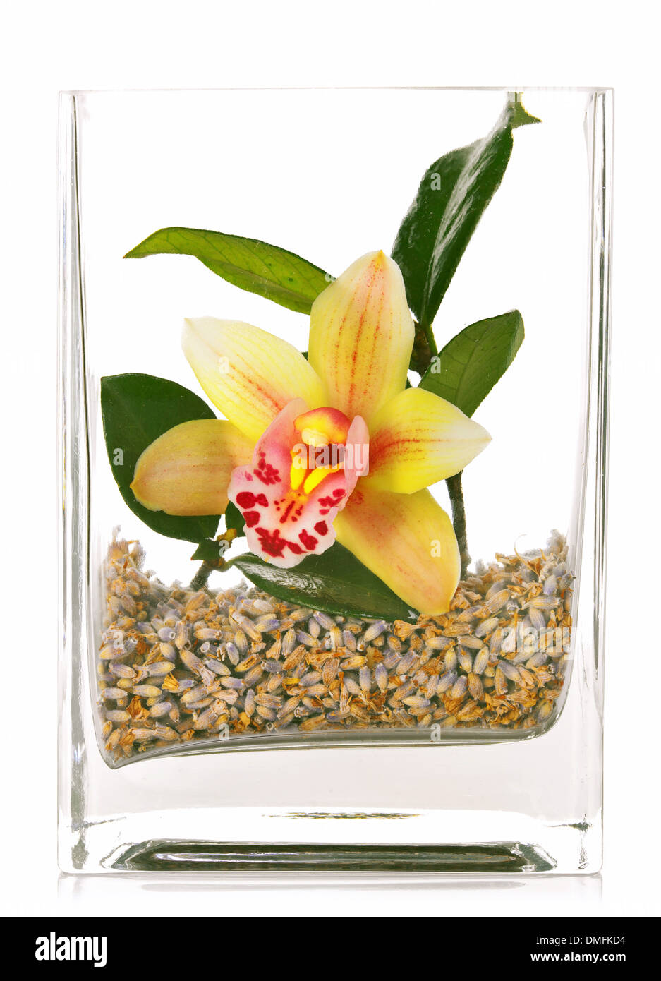 Orchid flowers in glass jar on white background Stock Photo Alamy