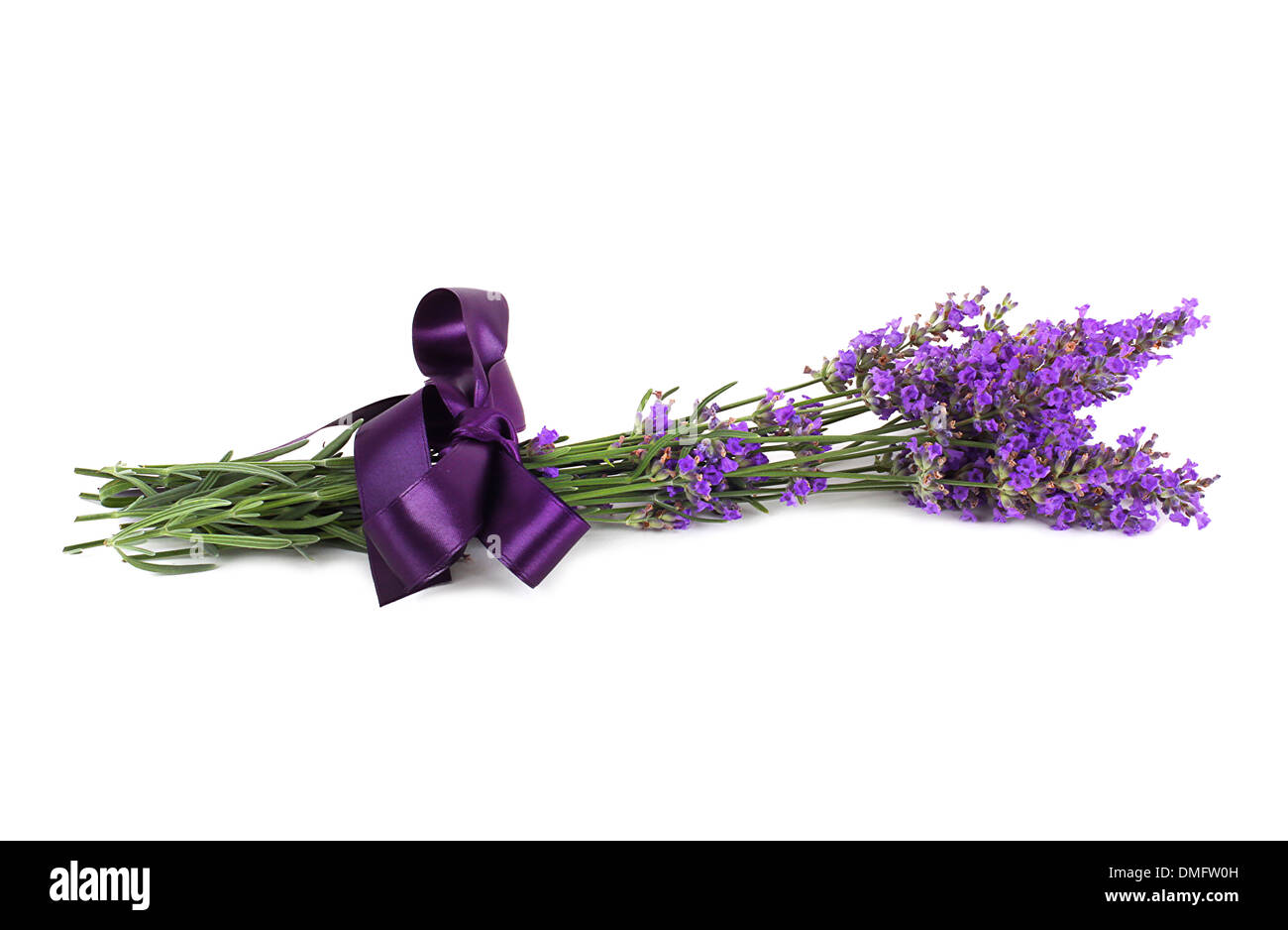 Lavender flower isolated on white background Stock Photo - Alamy