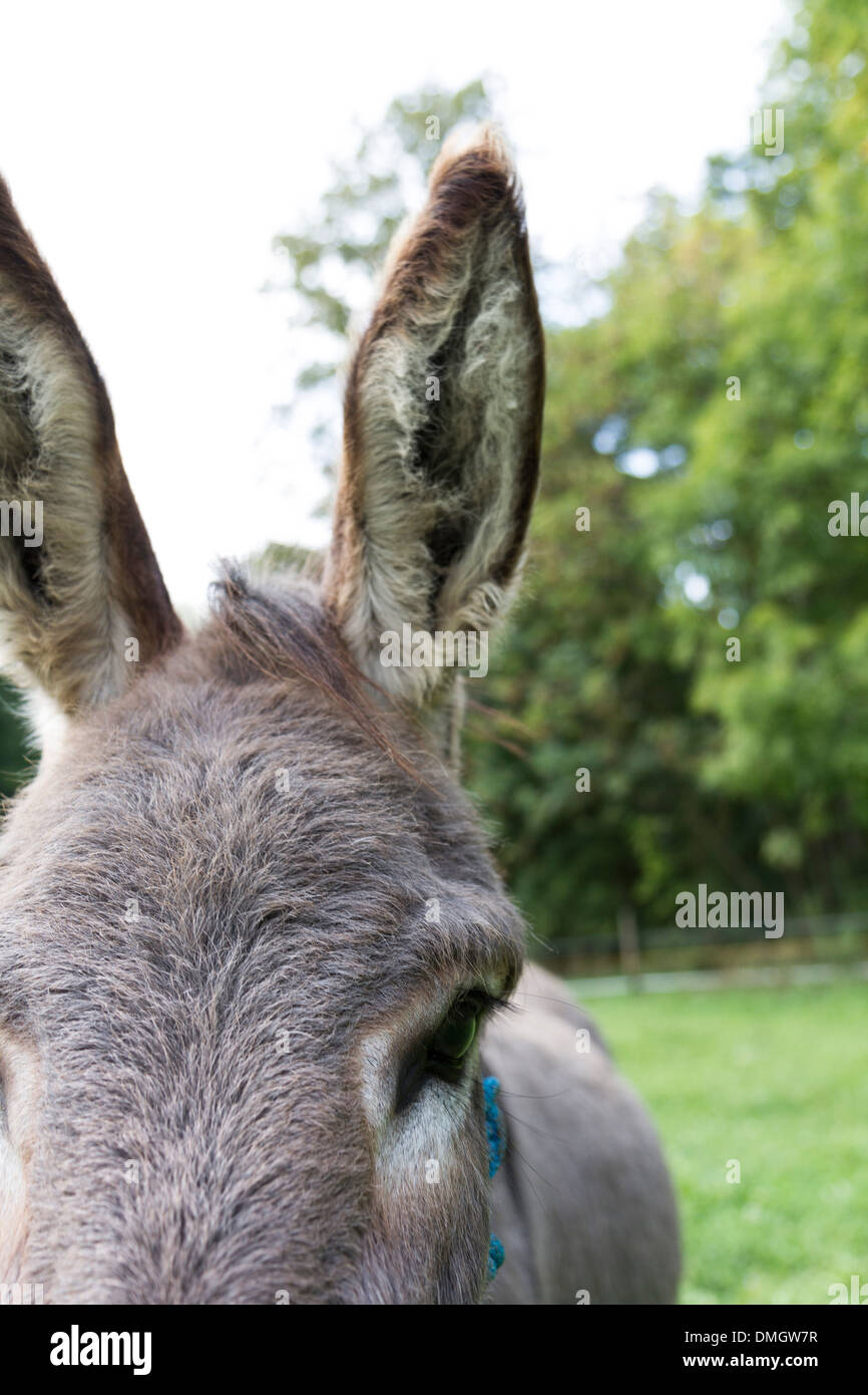detail shot of brown donkey outdoors. dark eye Stock Photo