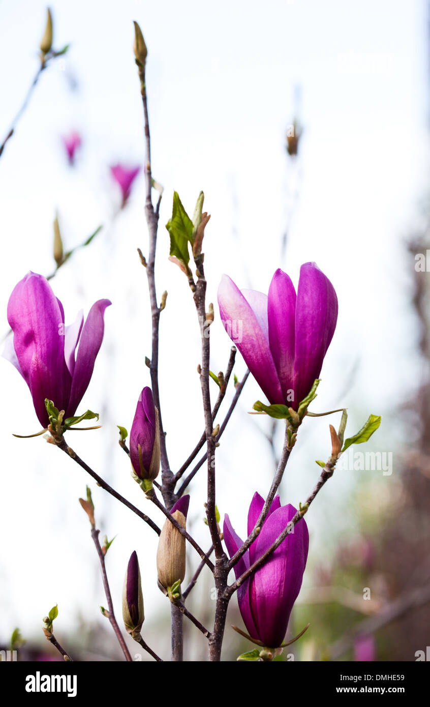 Magnolia flower buds on branches closeup Stock Photo - Alamy
