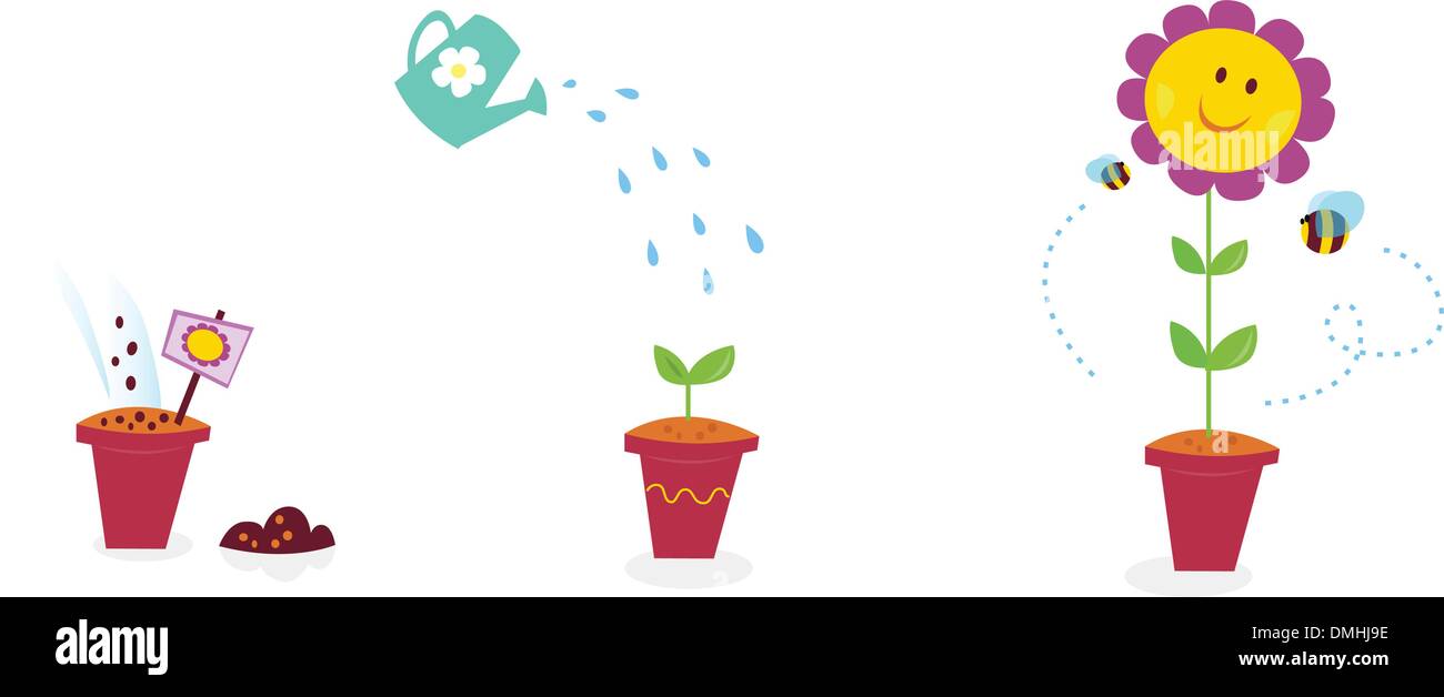 Garden flower growth stages sunflower Stock Vector Image & Art Alamy