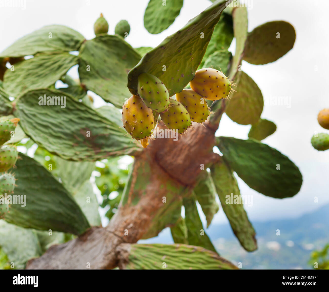 The cactus with fruits grows on a background of the sky Stock Photo