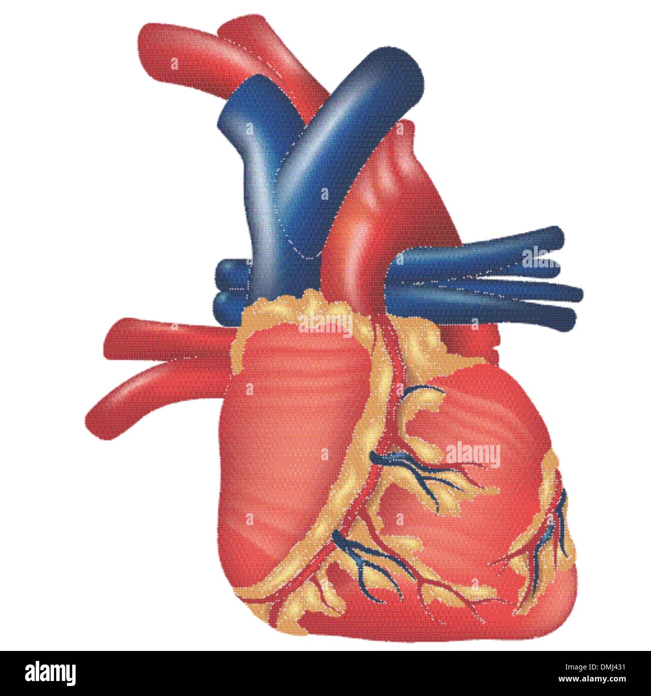 Human heart cut out hi-res stock photography and images - Alamy