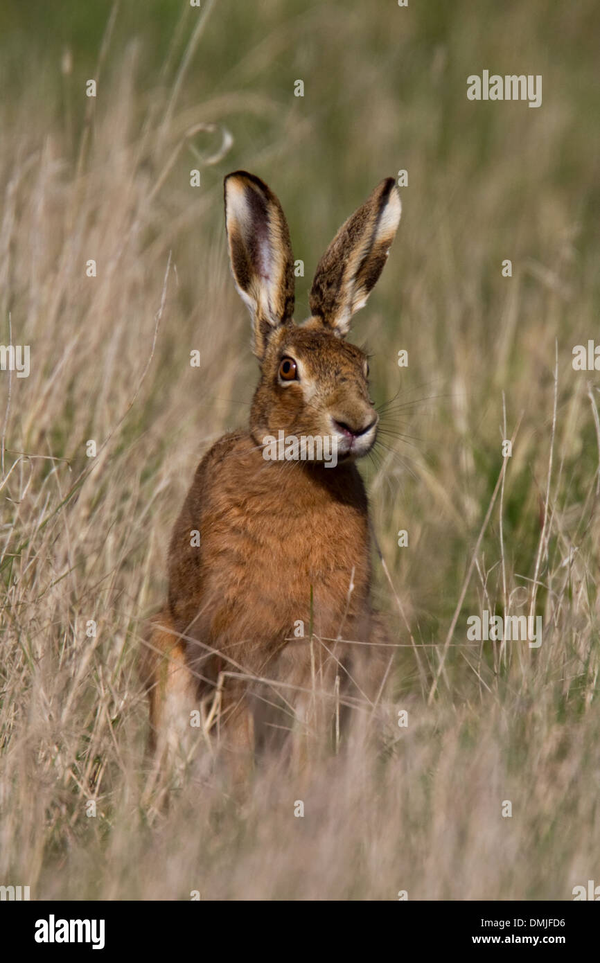 Brown Hare looking at viewer Stock Photo