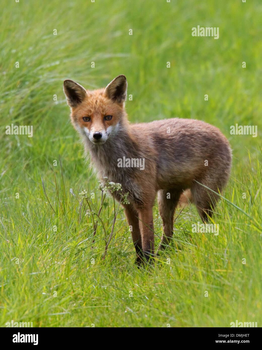 Combined Silver Red Fox Fur Horizontal Stock Photo 79743340