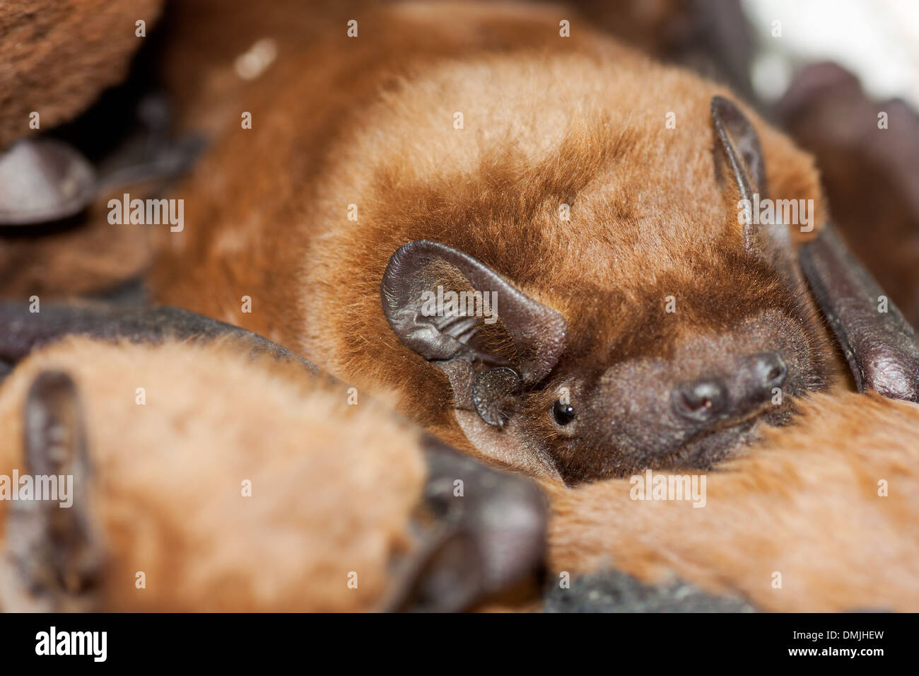 Close up of a bat (Pipistrellus is a genus of bats in the family Vespertilionidae) sleeping on the ground Stock Photo