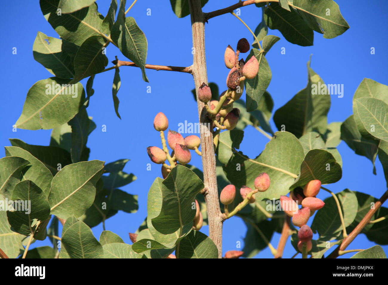 Iran Export High Resolution Stock Photography And Images Alamy