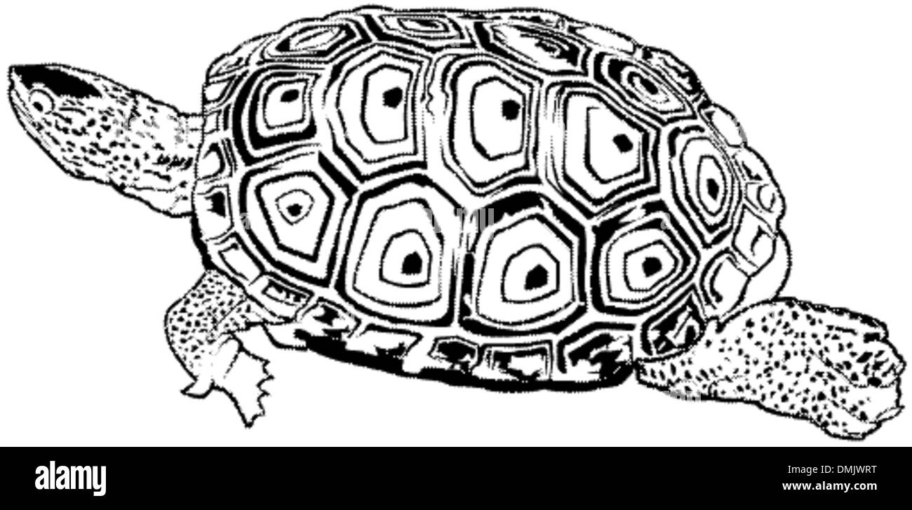 Turtle Clip Art Black And White