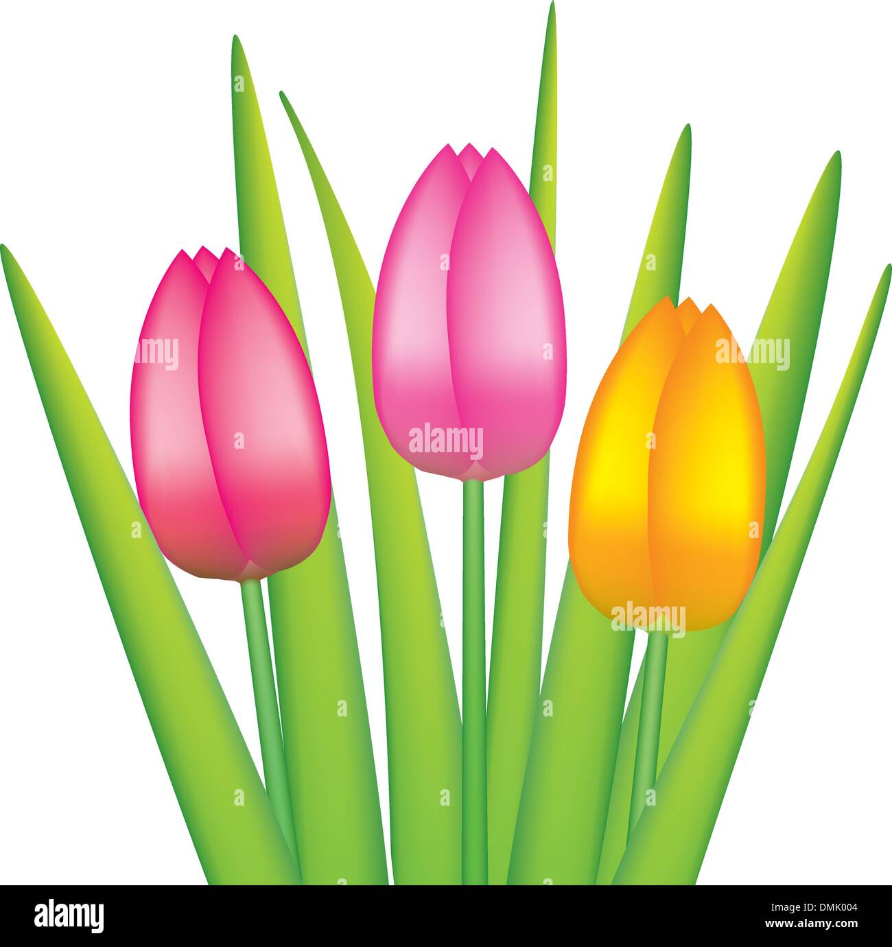 vector bunch of tulips Stock Vector Image & Art - Alamy