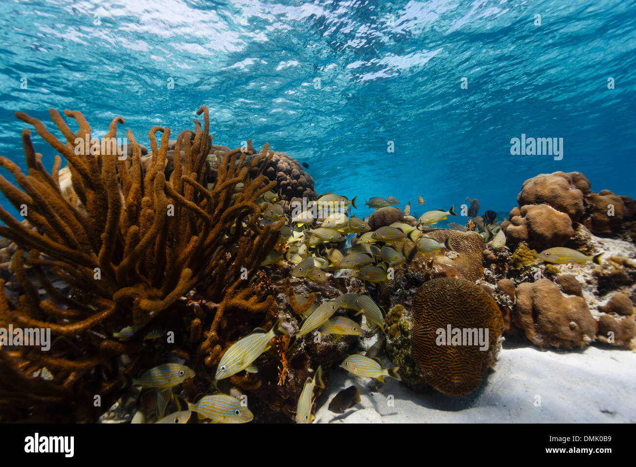 School of tropical fish swim in and out of coral on barrier reef in Belize Stock Photo