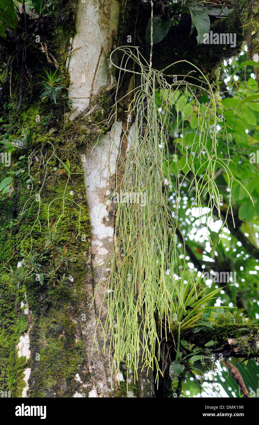 Epiphytes   Tortuguero, Tortuguero National Park, Limon Province, Costa Rica. Stock Photo