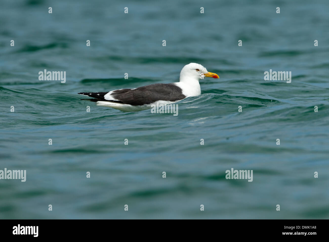 Lesser Black-backed Gull (Larus fuscus) Stock Photo