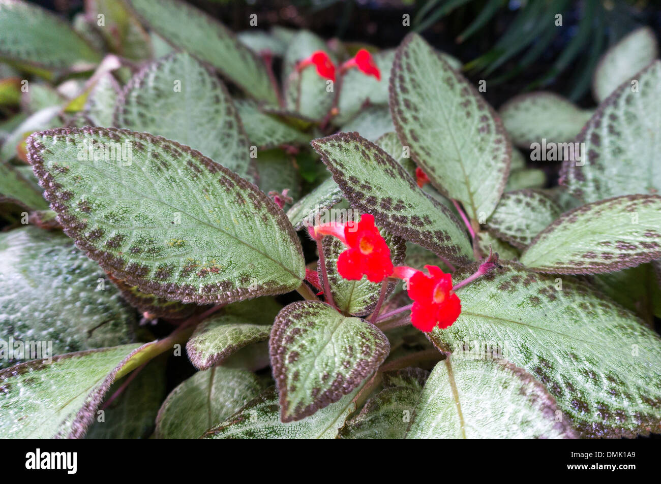 Flowering Episcia Reptans Stock Photo