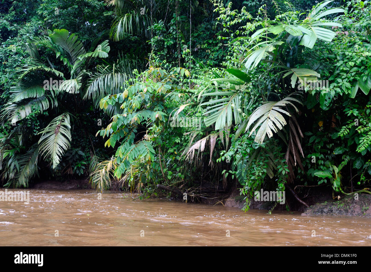 Lush tropical rain forest vegetation grows on the banks  of a river in the Tortuguero National Park. Tortuguero, Limon Province, Stock Photo