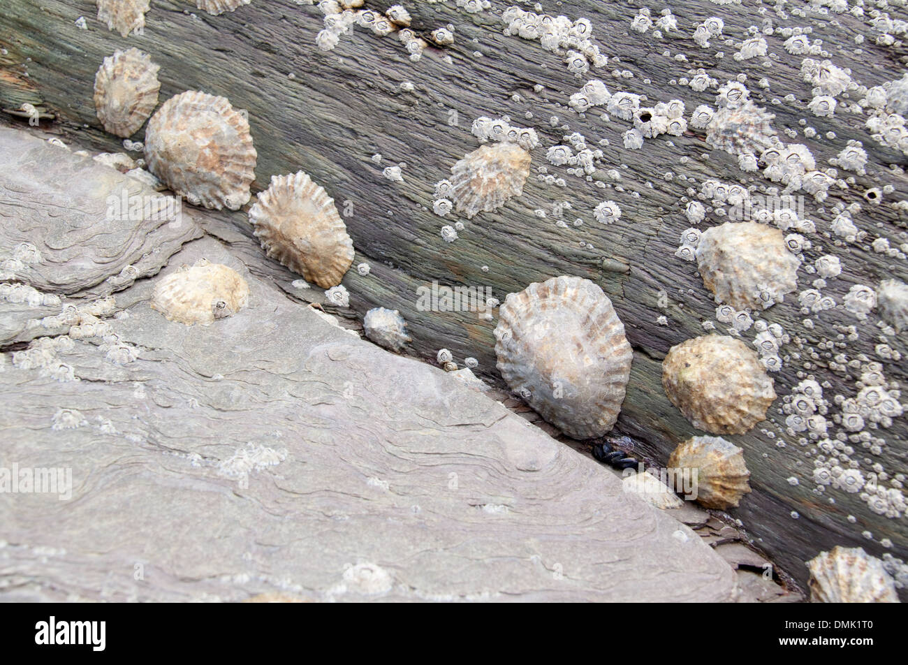 Limpets and barnacles, Devon, England. Stock Photo