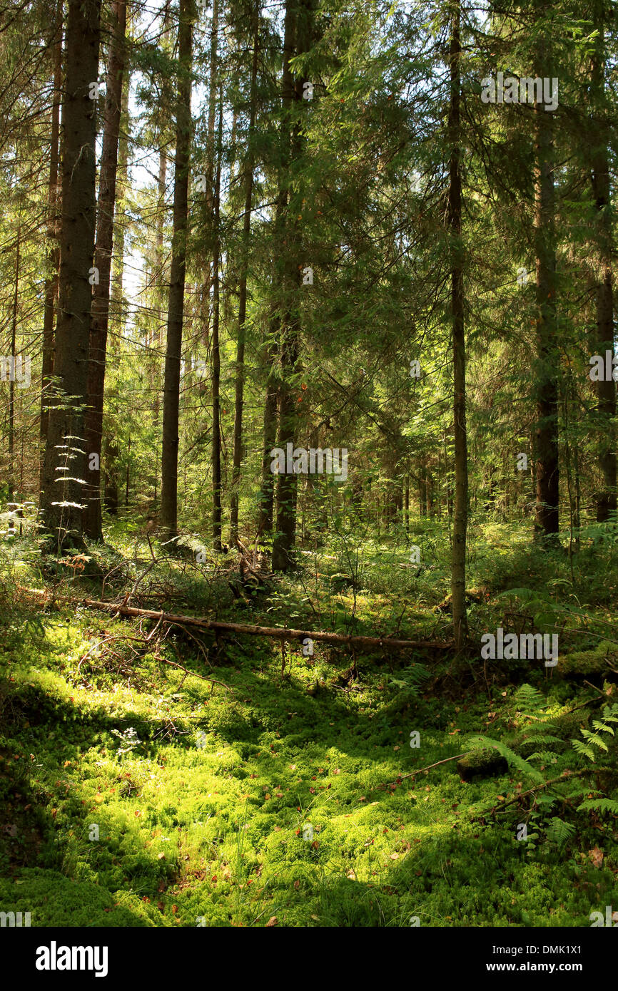 Coniferous forest russia hi-res stock photography and images - Alamy
