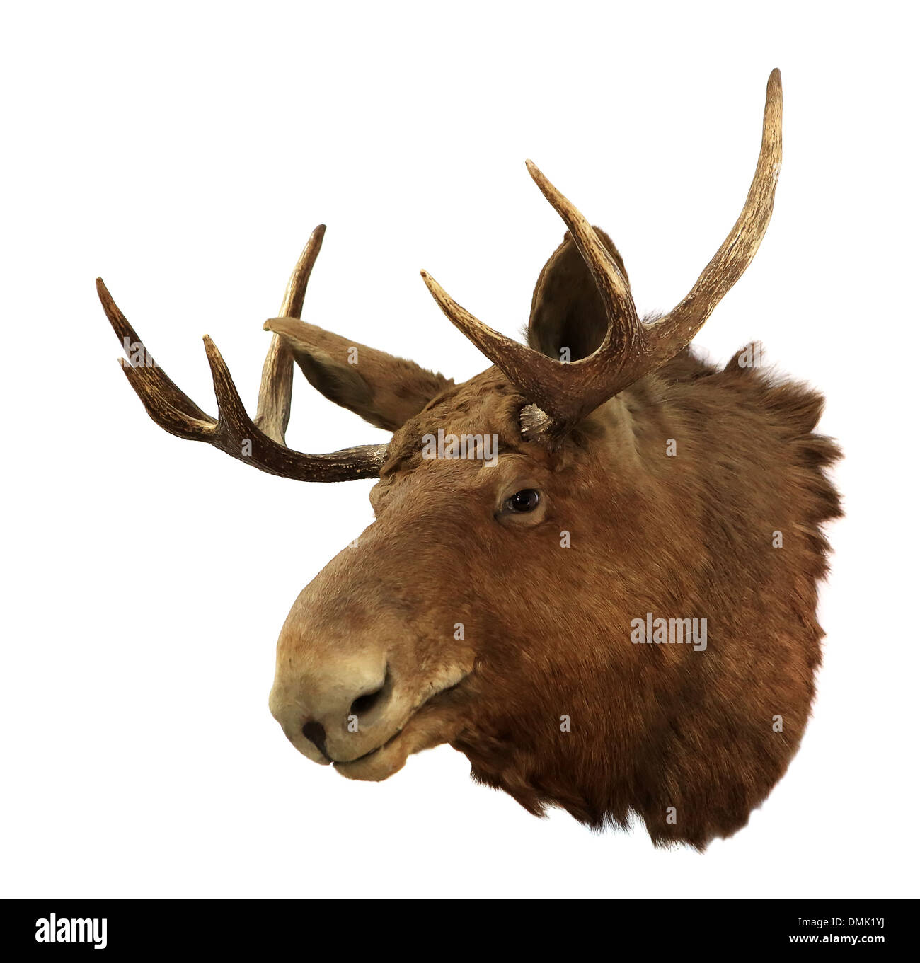 Moose head on a white background (Alces alces), isolated Stock Photo