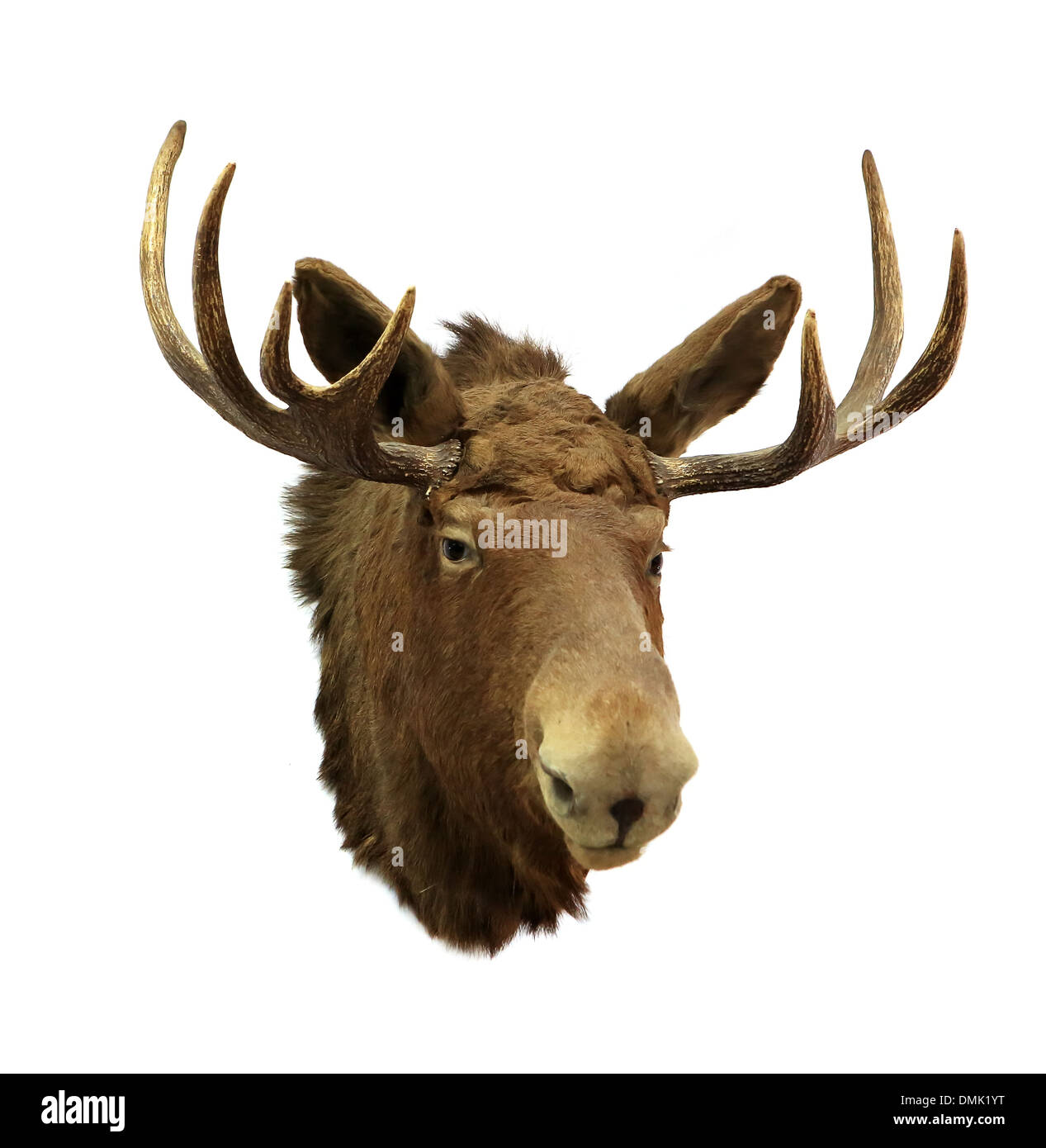 Moose head on a white background (Alces alces), isolated Stock Photo