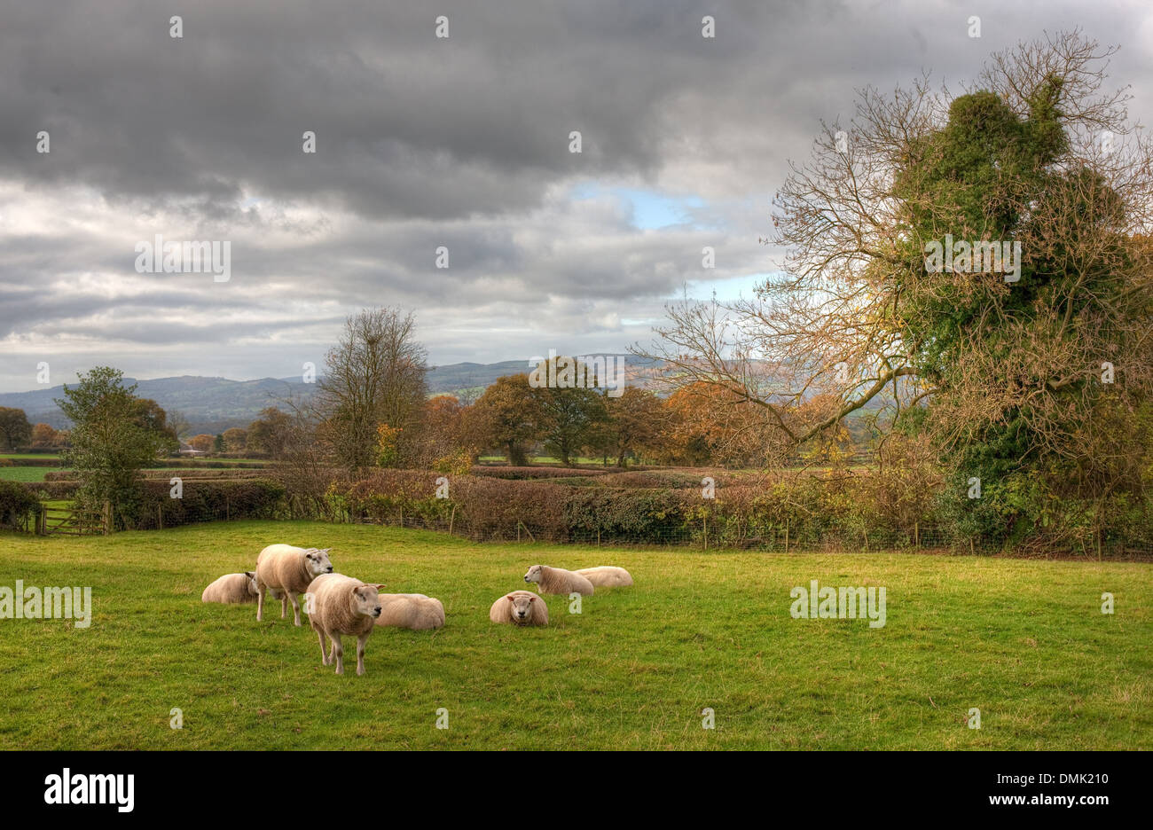 Farmland at Hilluppencott, Bitterley, Shropshire, England. Stock Photo