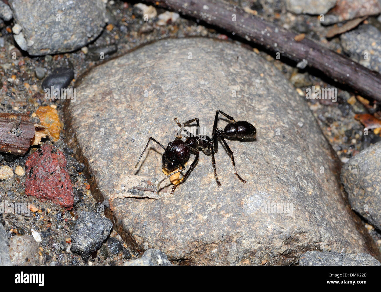 A large ant, perhaps Paraponera clavata, locally referred to as a bullet ant because of the pain caused by its bite. Stock Photo
