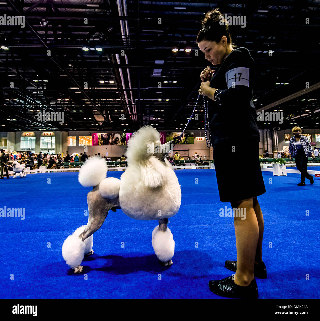 Akc dog shows hires stock photography and images Alamy