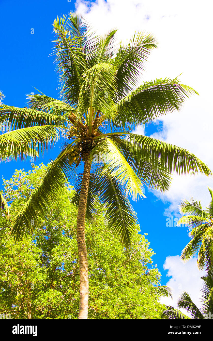 Coconut Palm tree on the sandy beach in Seyshelles Stock Photo - Alamy