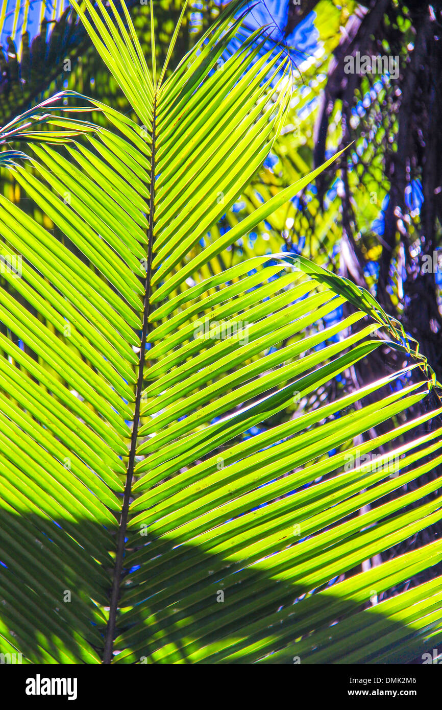 Large palm leaf on background blue sky Stock Photo - Alamy