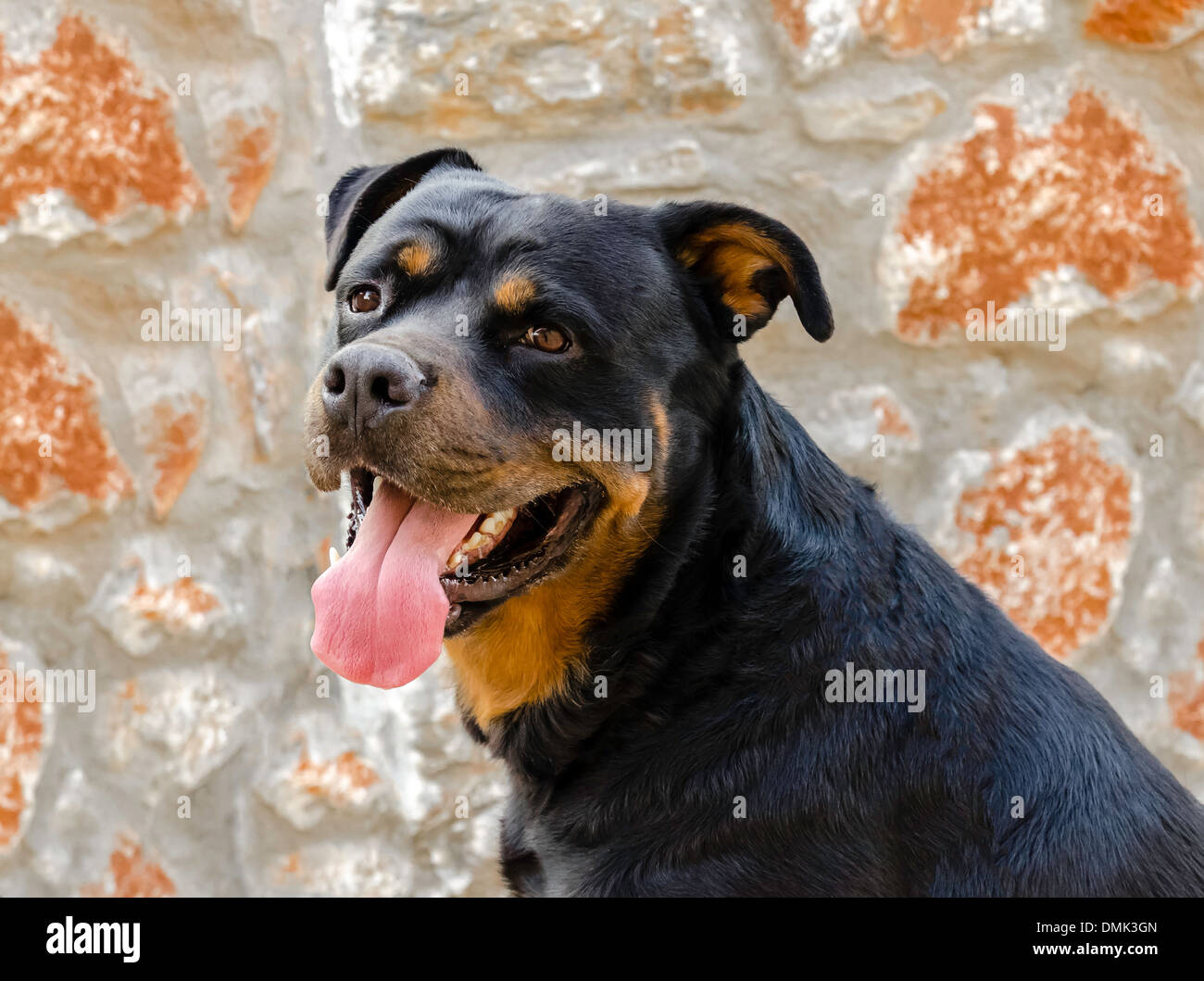 Adult Rottweiler on a wall background Stock Photo - Alamy