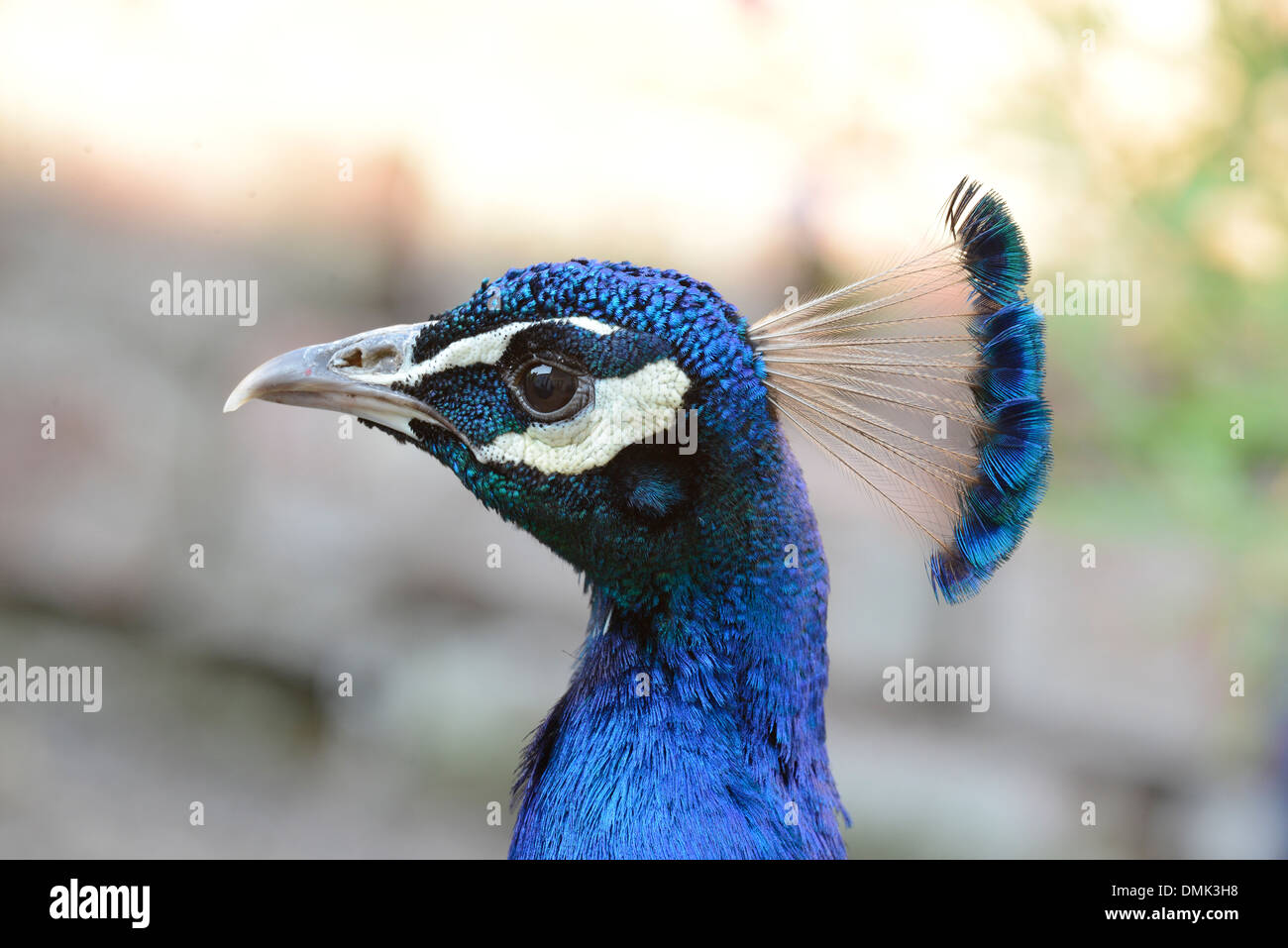 Indian peafowl (Pavo cristatus). Head of male bird, popularly known as a peacock Stock Photo