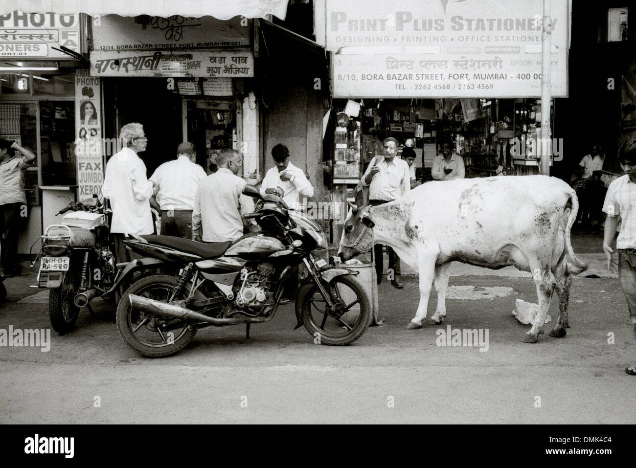 Street scene and sacred cow in Mumbai Bombay in Maharashtra in India in South Asia. Real People Daily Life Lifestyle Culture Travel Escapism Stock Photo
