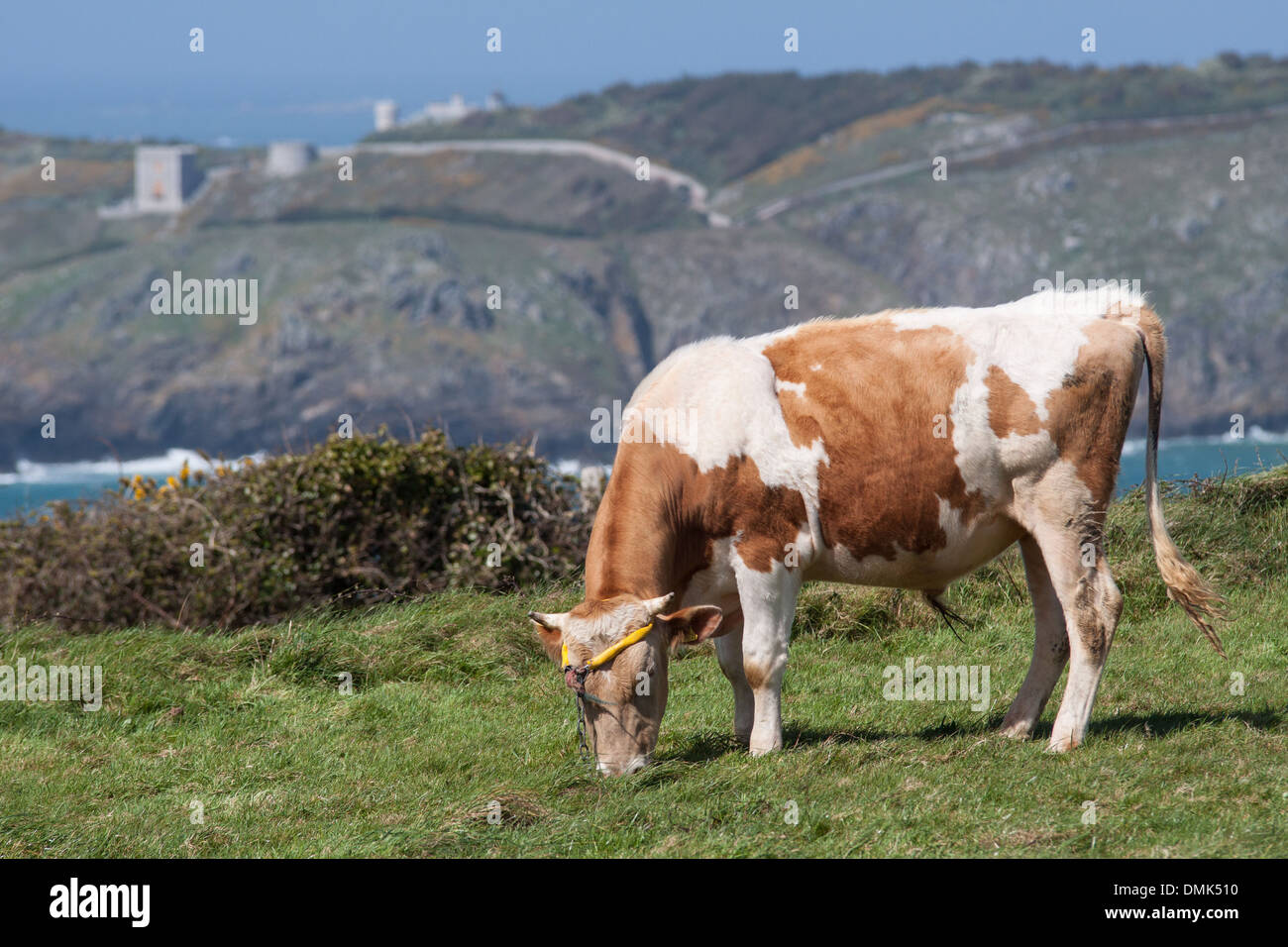 COW GRAZING IN A FIELD ON THE ISLAND OF SARK WITH, IN THE BACKGROUND, THE ISLAND OF BRECQHOU, PROPERTY OF THE BROTHERS DAVID AND FREDERICK BARCLAY, PROPRIETORS OF THE BRITISH NEWSPAPER THE SUNDAY TELEGRAPH, ISLAND OF SARK, CHANNEL ISLANDS Stock Photo