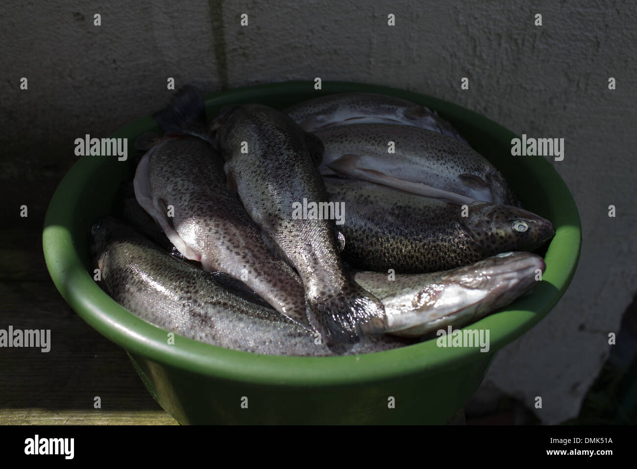 Preparation smoked trout in Polish cuisine conditions. Stock Photo