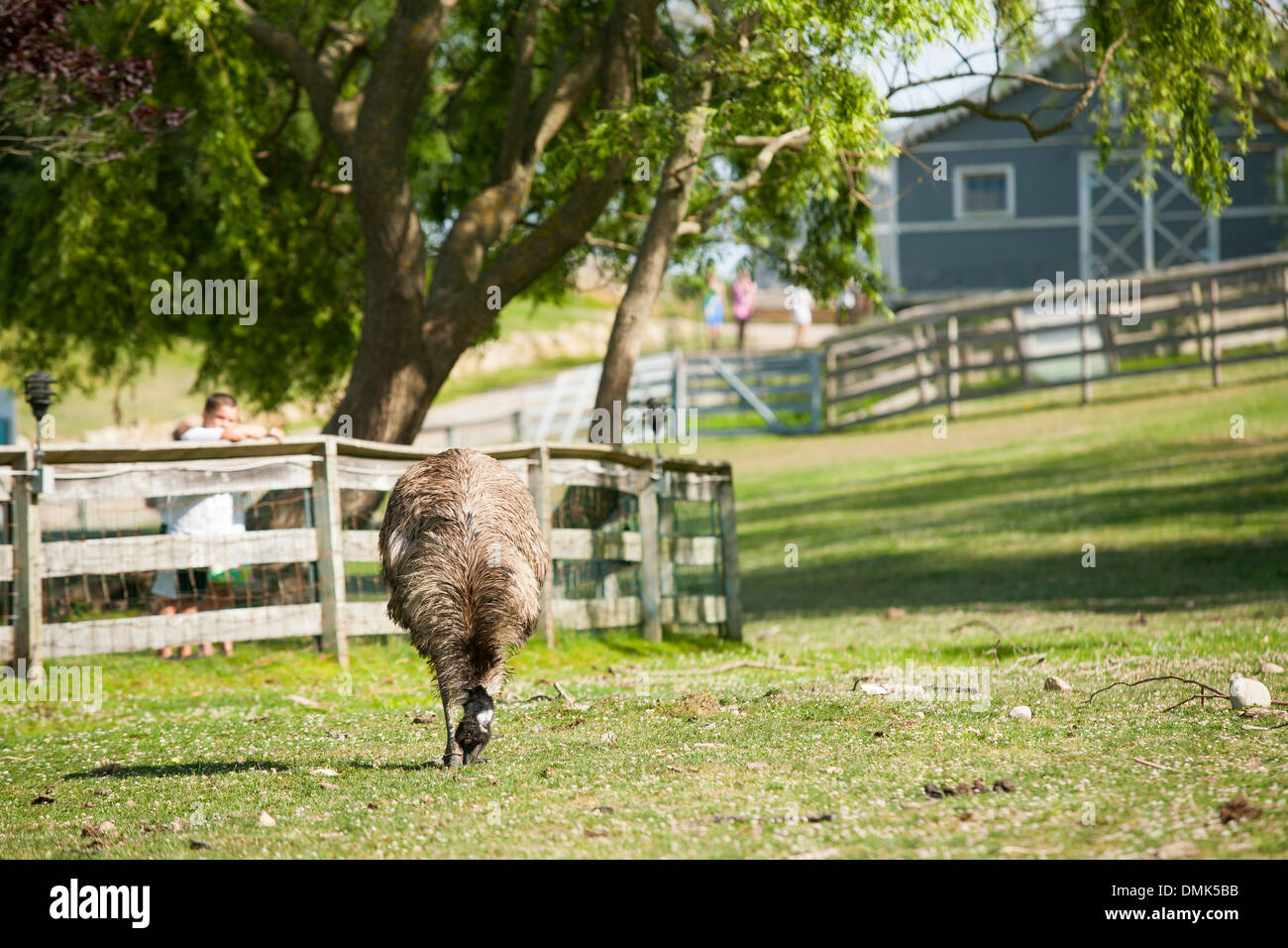 Kids pets the nose of a camel at Abrams animal farm in front of Manisses cottage on Block Island