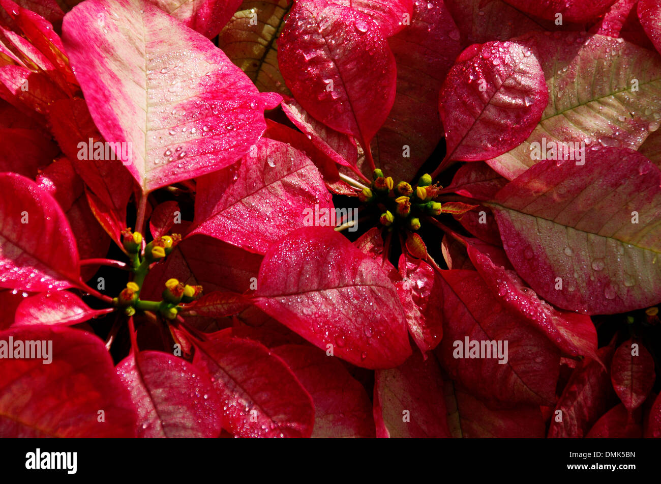 Variegated Poinsettias Stock Photo - Alamy