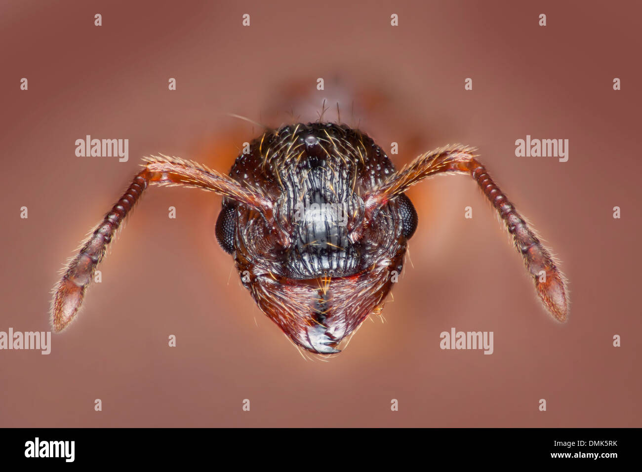 Black garden ant, Lasius niger, high macro portrait showing mouth parts and antennae Stock Photo