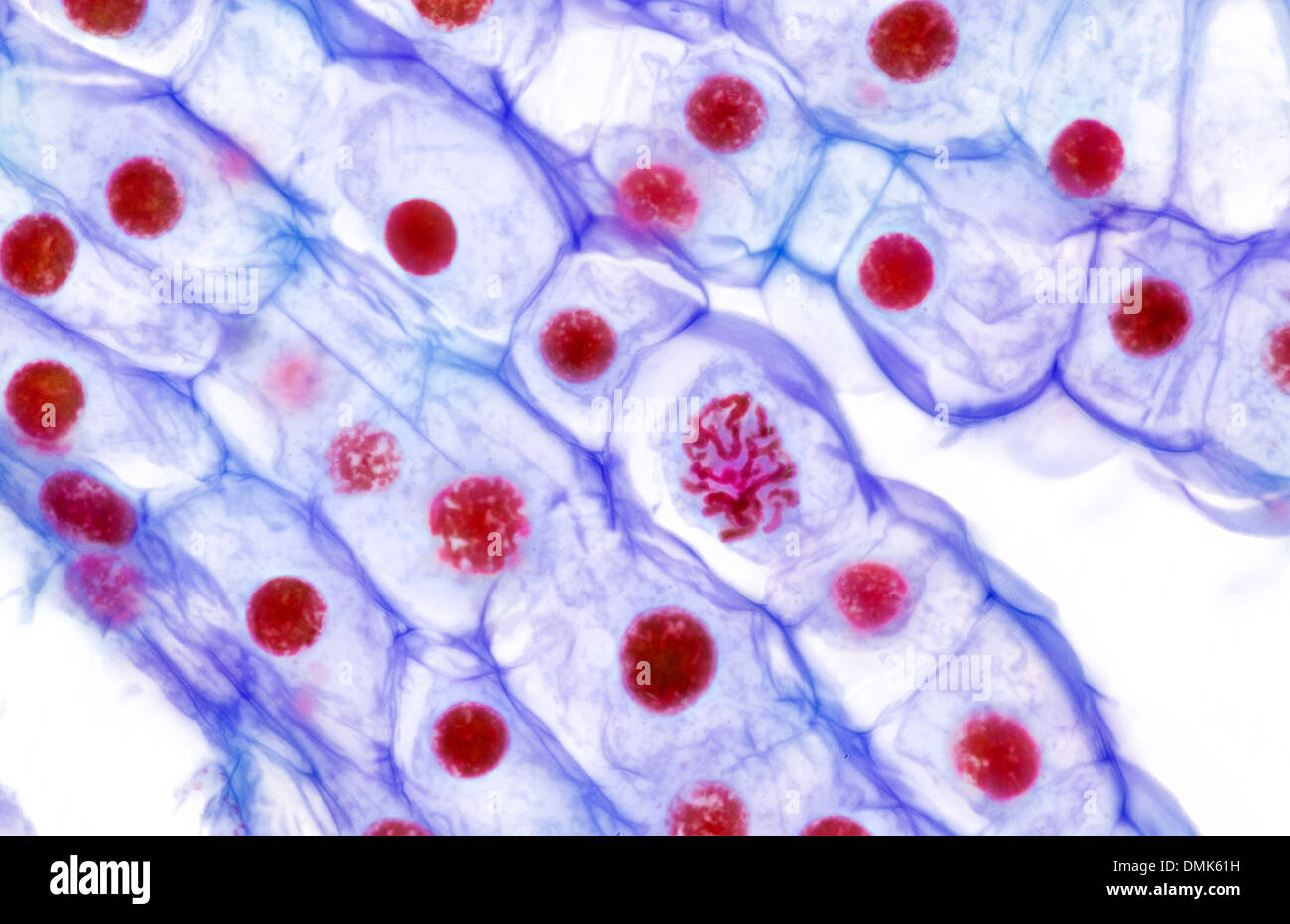 Brightfield photomicrograph. lily ovary cells showing chromosome migration during division, reproduction. The nuclei are stained Stock Photo