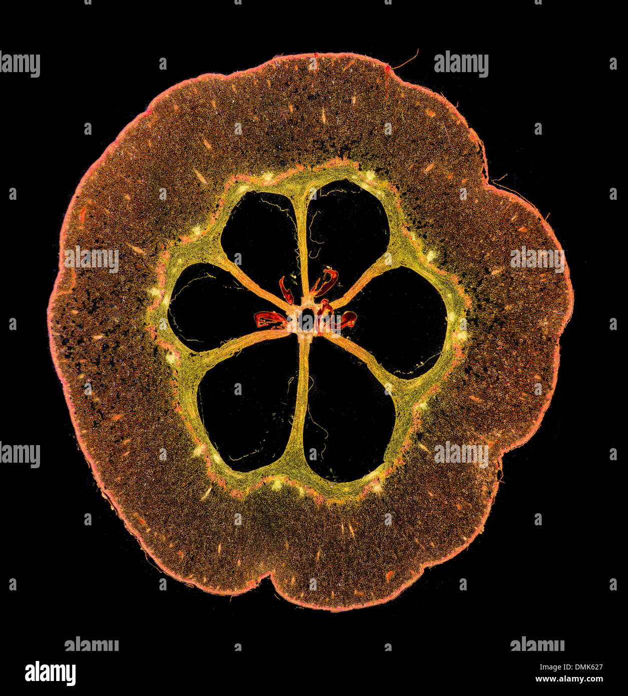Passiflora sp. seed pod TS darkfield photomicrograph, Stock Photo