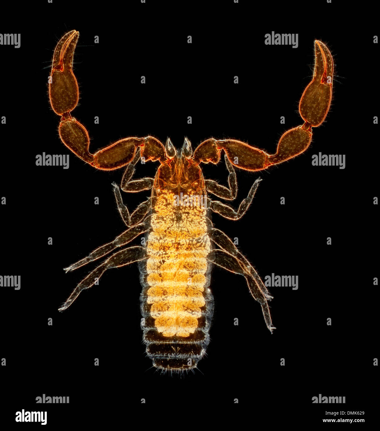 Pseudoscorpion darkfield photomicrograph, micrograph Stock Photo